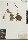 Foto von Salix lapponum L. x Salix silesiaca Willd.